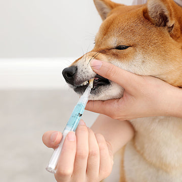 Fetchic Teeth Repairing Kit For Dog Cat Teeth Cleaning Pen Kit